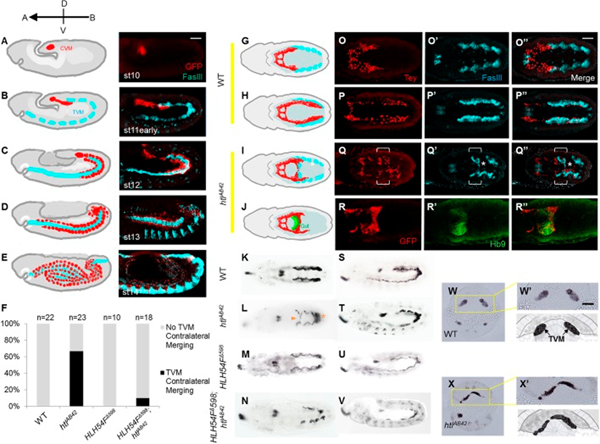 Immunofluorescence using GFP HRP
